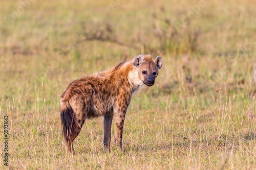 Naklejka pejzaż natura safari fauna trawa