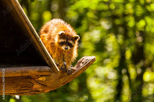 Plakat ssak natura park niedźwiedź