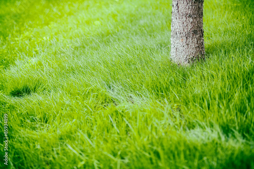 Fototapeta świeży natura roślina drzewa