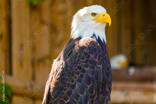 Naklejka zwierzę sea eagle duży vogel lot