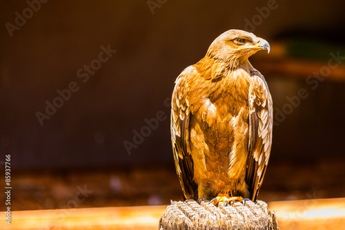 Fototapeta zwierzę lot vogel raptor