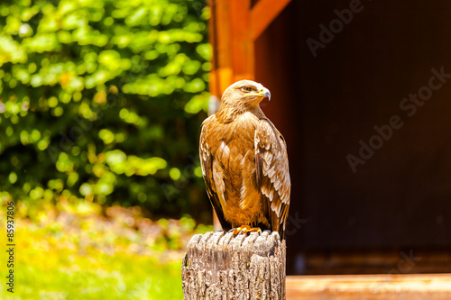 Fotoroleta zwierzę vogel duży królewski