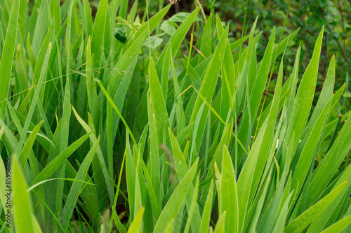 Fototapeta Iris leaves growing in the garden.