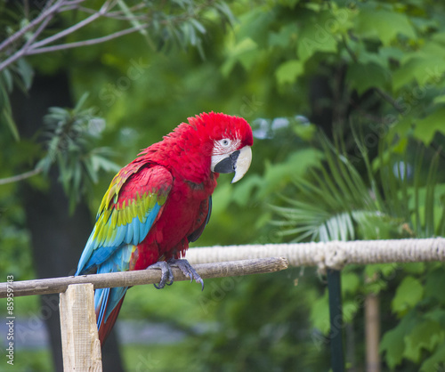 Fotoroleta natura ptak las piękny