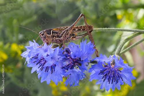 Fotoroleta natura dziki ogród lato żniwa