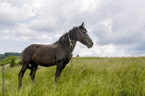 Fototapeta koń dziki pole