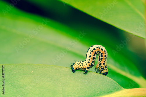 Fotoroleta las motyl kwiat piękny natura