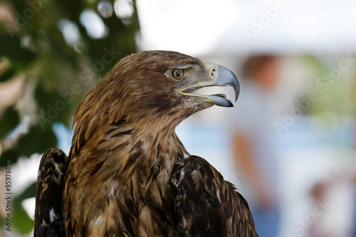 Naklejka widok zwierzę portret