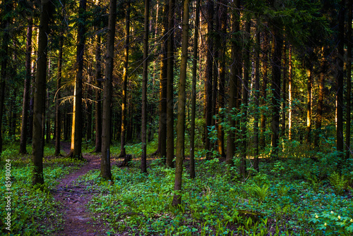 Naklejka wiejski lato park świerk natura