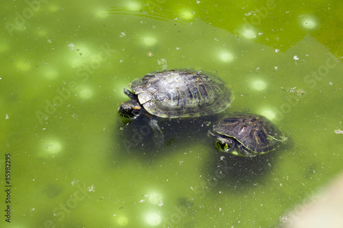 Plakat park zwierzę ameryka natura