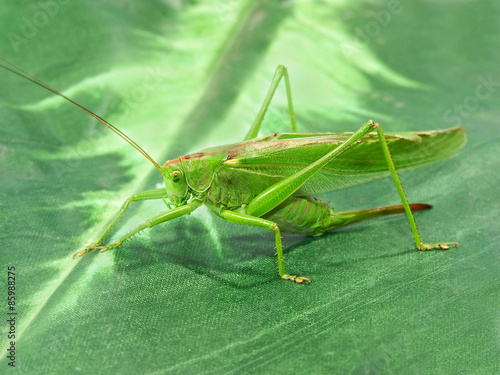 Fototapeta fauna natura zwierzę oko zielony