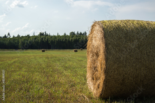 Naklejka jedzenie siano pole plon