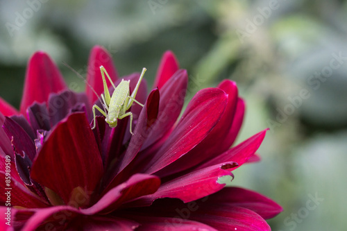 Naklejka natura zwierzę dalia roślina