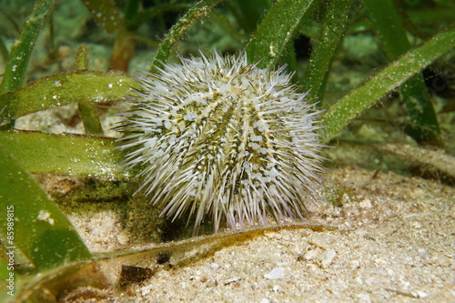 Fotoroleta woda podwodny karaiby fauna