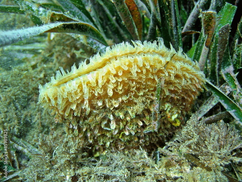 Naklejka podwodne obraz francja woda natura