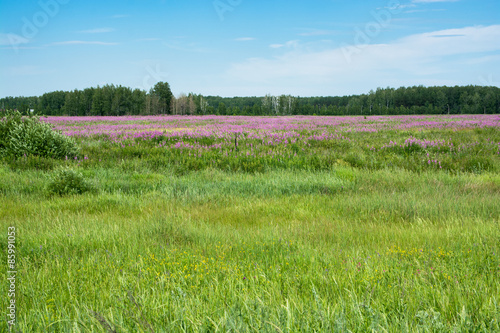 Naklejka lato drzewa pole