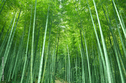 Obraz na płótnie krajobraz roślina bambus japonia