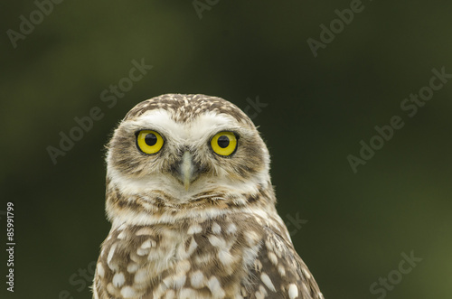 Fotoroleta ptak dziki zwierzę sowa oko
