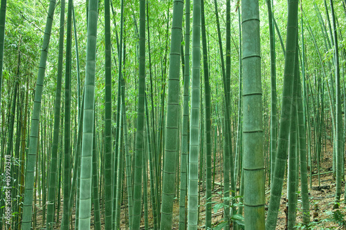 Obraz na płótnie bambus orientalne japonia