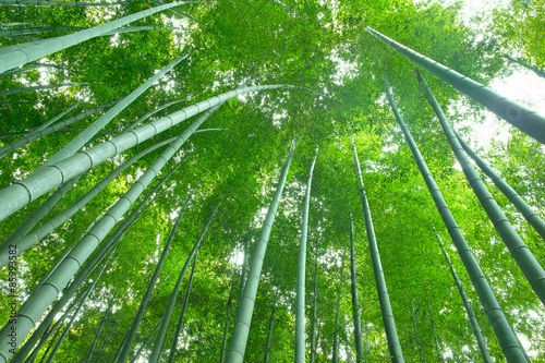 Naklejka bambus krajobraz droga roślina