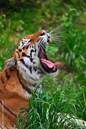 Naklejka zwierzę azja bezdroża fauna