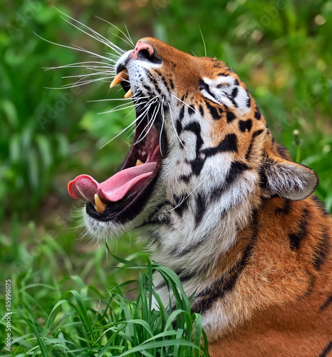 Fotoroleta zwierzę dzikie zwierzę fauna azja