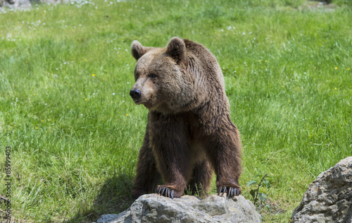 Naklejka alaska szczenię natura kanada