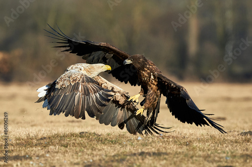 Naklejka piękny bezdroża natura dziki ptak