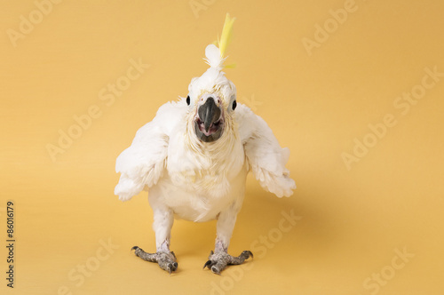 Obraz na płótnie zwierzę pejzaż ptak zoo biały