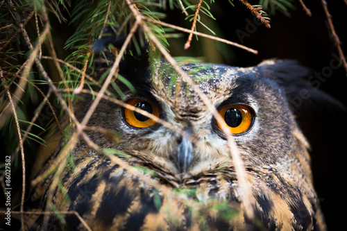 Obraz na płótnie zwierzę dziki bezdroża natura