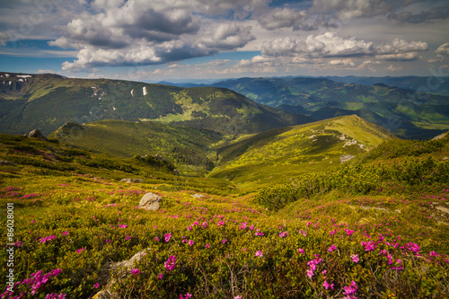 Fotoroleta natura niebo pejzaż las