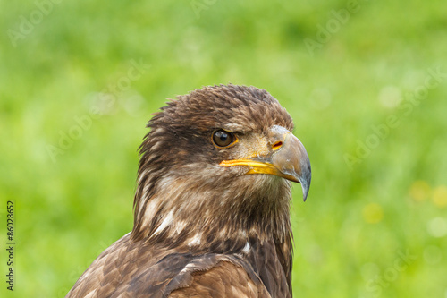 Naklejka zwierzę amerykański fauna ptak