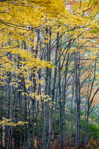 Obraz na płótnie las jesień drzewa plaża topola