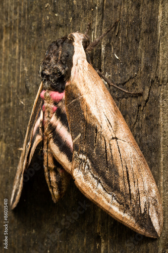 Fotoroleta noc las motyl natura zwierzę