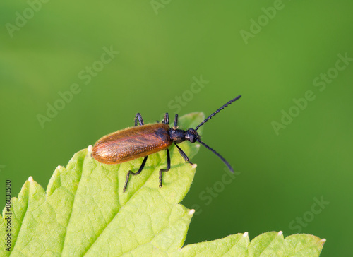 Fotoroleta ogród zwierzę owad entomologia