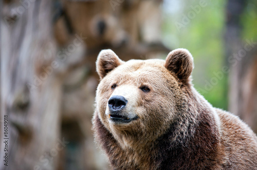 Naklejka dziki portret natura bezdroża