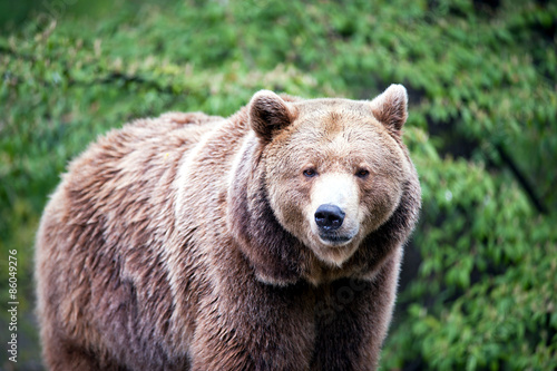 Naklejka dziki portret natura