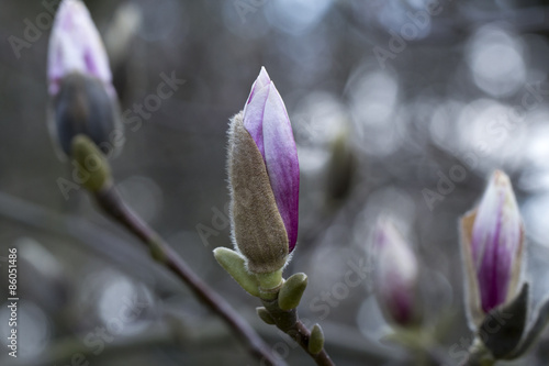 Fotoroleta gałązka magnolia ogród