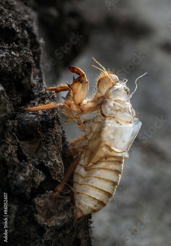 Fotoroleta natura zwierzę fauna