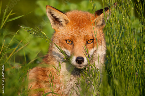 Obraz na płótnie pies narodowy portret natura