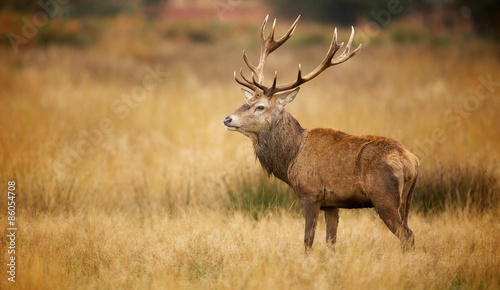 Plakat natura jesień narodowy