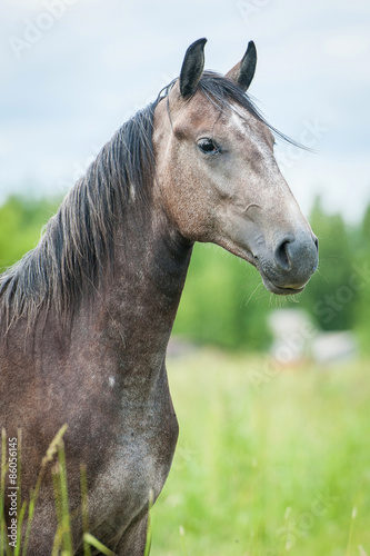 Fototapeta pole ssak stajnia klacz