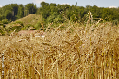 Obraz na płótnie natura rolnictwo lato