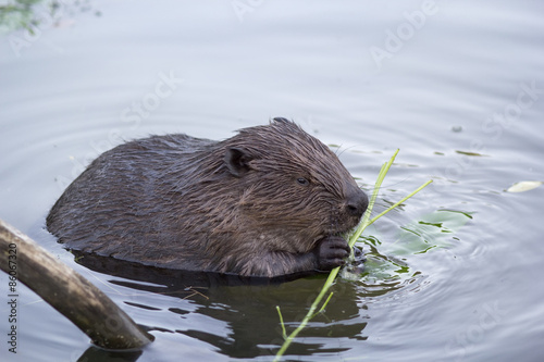 Fotoroleta zwierzę lato ssak ciało natura