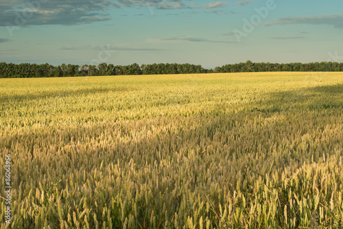 Obraz na płótnie drzewa świt pole natura niebo