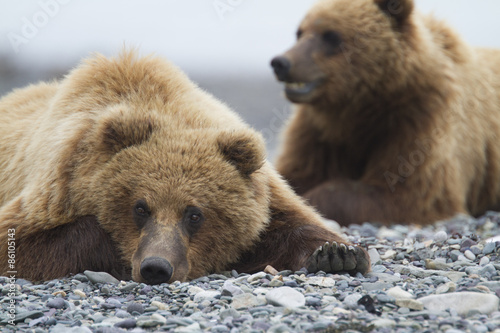 Plakat alaska las park