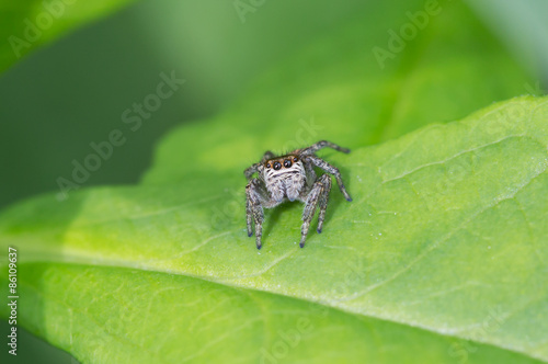 Fotoroleta oko zwierzę pająk drapieżnik 8