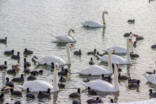 Fototapeta fauna woda pejzaż natura ptak