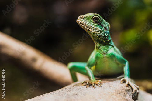 Fotoroleta woda natura zwierzę smok