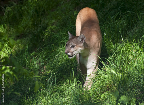 Plakat dziki trawa puma